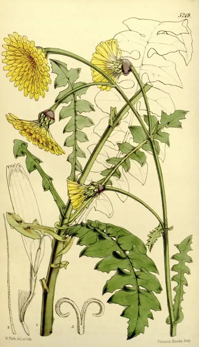 Botanical Print by Walter Hood Fitch 1817 - 1892, W.H. Fitch was an botanical illustrator and artist, born in Glasgow, Scotland, UK, colour lithograph. From the Liszt Masterpieces of Botanical Illustration Collection.