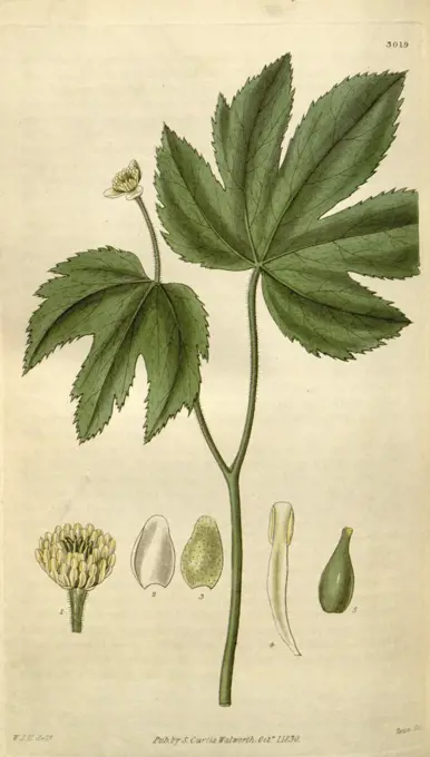 Botanical print by Sir William Jackson Hooker, FRS, 1785 - 1865, English botanical illustrator. He held the post of Regius Professor of Botany at Glasgow University, and was Director of the Royal Botanic Gardens, Kew. From the Liszt Masterpieces of Botanical Illustration Collection.