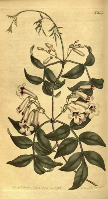 Botanical print by Sydenham  Teast Edwards 1768 - 1819,  Sydenham Edwards was a natural  history illustrator, British,  UK, colour lithograph, botanical  artist. From the Liszt  Masterpieces of Botanical  Illustration Collection.