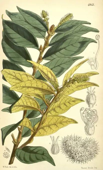 Botanical Print by Walter Hood  Fitch 1817 - 1892, W.H. Fitch  was an botanical illustrator and  artist, born in Glasgow,  Scotland, UK, colour lithograph.  From the Liszt Masterpieces of  Botanical Illustration  Collection.