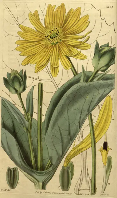 Botanical print by Sir William  Jackson Hooker, FRS, 1785 -  1865, English botanical  illustrator. He held the post of  Regius Professor of Botany at  Glasgow University, and was  Director of the Royal Botanic  Gardens, Kew. From the Liszt  Masterpieces of Botanical  Illustration Collection.