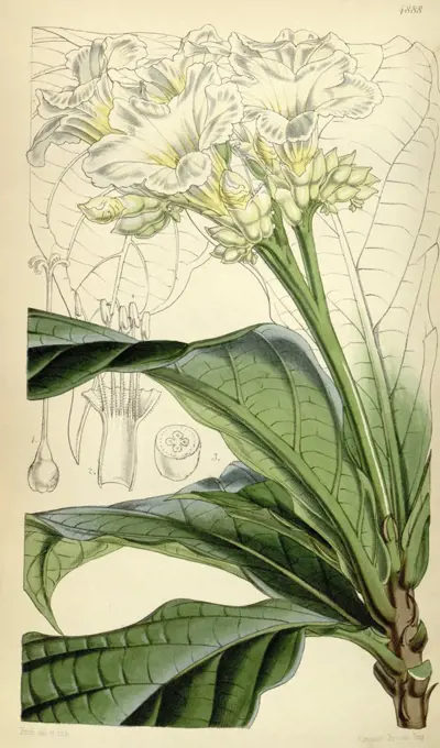 Botanical Print by Walter Hood  Fitch 1817 - 1892, W.H. Fitch  was an botanical illustrator and  artist, born in Glasgow,  Scotland, UK, colour lithograph.  From the Liszt Masterpieces of  Botanical Illustration  Collection.