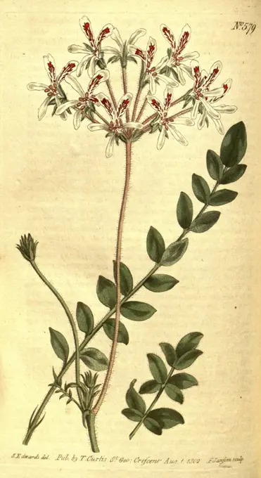 Botanical print by Sydenham Teast Edwards 1768 - 1819,  Sydenham Edwards was a natural  history illustrator, British,  UK, colour lithograph, botanical  artist. From the Liszt  Masterpieces of Botanical  Illustration Collection.