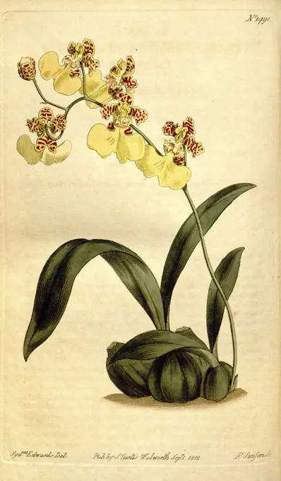 Botanical print by Sydenham Teast Edwards 1768 - 1819, Sydenham Edwards was a natural history illustrator, British, UK, colour lithograph, botanical artist. From the Liszt Masterpieces of Botanical Illustration Collection.