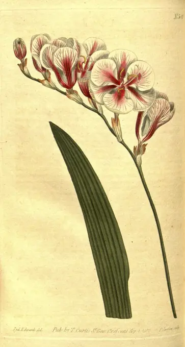 Botanical print by Sydenham Teast Edwards 1768 - 1819, Sydenham Edwards was a natural history illustrator, British, UK, colour lithograph, botanical artist. From the Liszt Masterpieces of Botanical Illustration Collection.