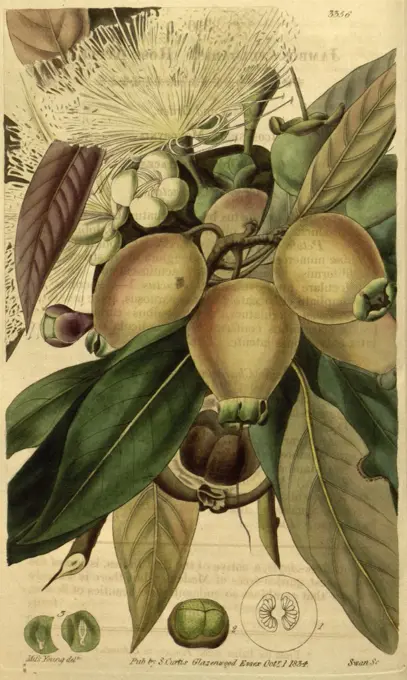 Botanical print or English natural history illustration by Joseph Swan 1796-1872, British Engraver. From the Liszt Masterpieces of Botanical Illustration Collection.