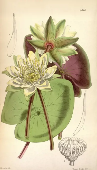 Botanical Print by Walter Hood Fitch 1817 - 1892, W.H. Fitch was an botanical illustrator and artist, born in Glasgow, Scotland, UK, colour lithograph. From the Liszt Masterpieces of Botanical Illustration Collection.