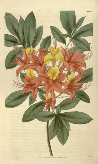 Botanical print or English natural history illustration by Joseph Swan 1796-1872, British Engraver. From the Liszt Masterpieces of Botanical Illustration Collection.