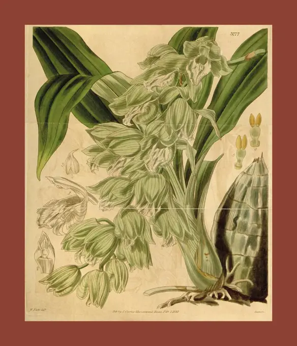 Botanical Print by Walter Hood Fitch 1817 - 1892, W.H. Fitch was an botanical illustrator and artist, born in Glasgow, Scotland, UK, colour lithograph. From the Liszt Masterpieces of Botanical Illustration Collection.