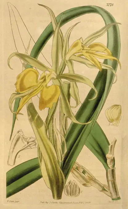 Botanical Print by Walter Hood Fitch 1817 - 1892, W.H. Fitch was an botanical illustrator and artist, born in Glasgow, Scotland, UK, colour lithograph. From the Liszt Masterpieces of Botanical Illustration Collection.