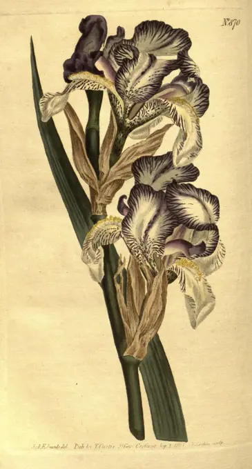 Botanical print by Sydenham Teast Edwards 1768 - 1819, Sydenham Edwards was a natural history illustrator, British, UK, colour lithograph, botanical artist. From the Liszt Masterpieces of Botanical Illustration Collection.