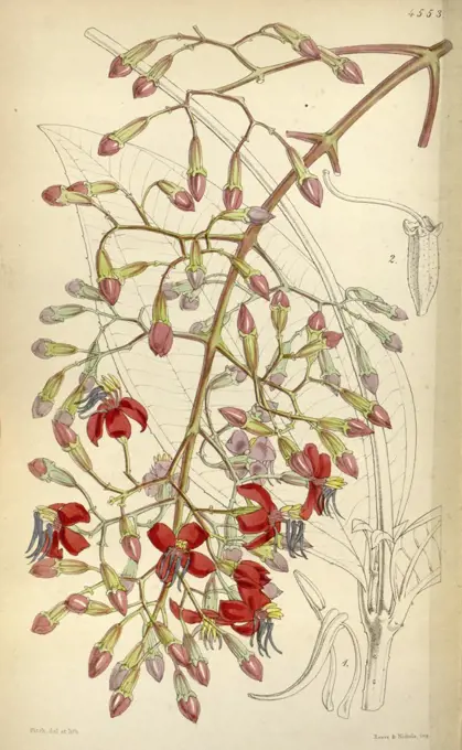 Botanical Print by Walter Hood Fitch 1817 - 1892, W.H. Fitch was an botanical illustrator and artist, born in Glasgow, Scotland, UK, colour lithograph. From the Liszt Masterpieces of Botanical Illustration Collection.