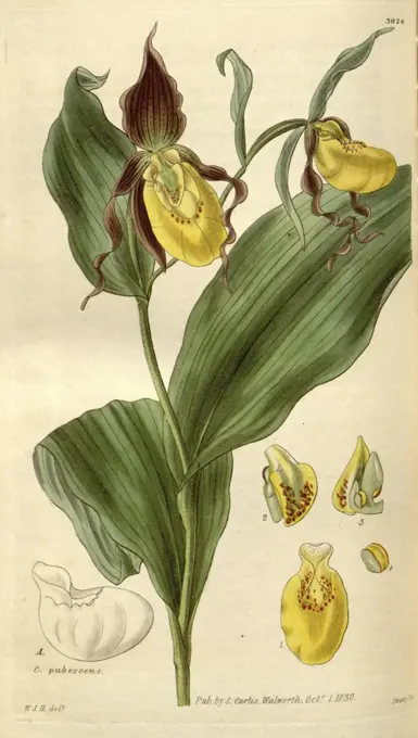 Botanical print by Sir William Jackson Hooker, FRS, 1785 - 1865, English botanical illustrator. He held the post of Regius Professor of Botany at Glasgow University, and was Director of the Royal Botanic Gardens, Kew. From the Liszt Masterpieces of Botanical Illustration Collection.