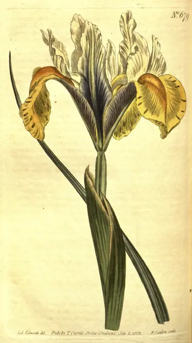 Botanical print by Sydenham Teast Edwards 1768 - 1819, Sydenham Edwards was a natural history illustrator, British, UK, colour lithograph, botanical artist. From the Liszt Masterpieces of Botanical Illustration Collection.