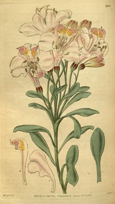 Botanical print by Sir William Jackson Hooker, FRS, 1785 - 1865, English botanical illustrator. He held the post of Regius Professor of Botany at Glasgow University, and was Director of the Royal Botanic Gardens, Kew. From the Liszt Masterpieces of Botanical Illustration Collection.