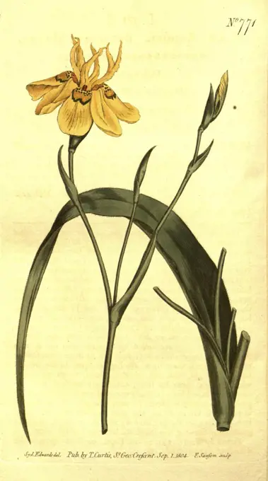 Botanical print by Sydenham Teast Edwards 1768 - 1819, Sydenham Edwards was a natural history illustrator, British, UK, colour lithograph, botanical artist. From the Liszt Masterpieces of Botanical Illustration Collection.