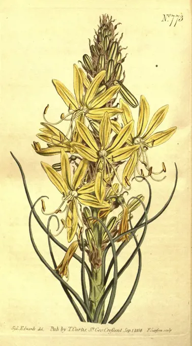 Botanical print by Sydenham Teast Edwards 1768 - 1819, Sydenham Edwards was a natural history illustrator, British, UK, colour lithograph, botanical artist. From the Liszt Masterpieces of Botanical Illustration Collection.