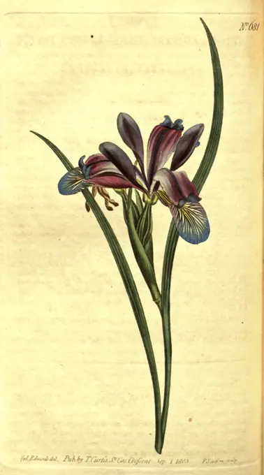 Botanical print by Sydenham Teast Edwards 1768 - 1819, Sydenham Edwards was a natural history illustrator, British, UK, colour lithograph, botanical artist. From the Liszt Masterpieces of Botanical Illustration Collection.