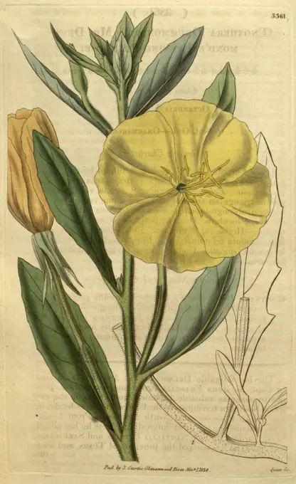 Botanical print or English natural history illustration by Joseph Swan 1796-1872, British Engraver. From the Liszt Masterpieces of Botanical Illustration Collection.