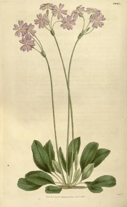 Botanical print or English natural history illustration by Joseph Swan 1796-1872, British Engraver. From the Liszt Masterpieces of Botanical Illustration Collection.