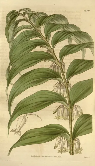 Botanical print or English natural history illustration by Joseph Swan 1796-1872, British Engraver. From the Liszt Masterpieces of Botanical Illustration Collection.