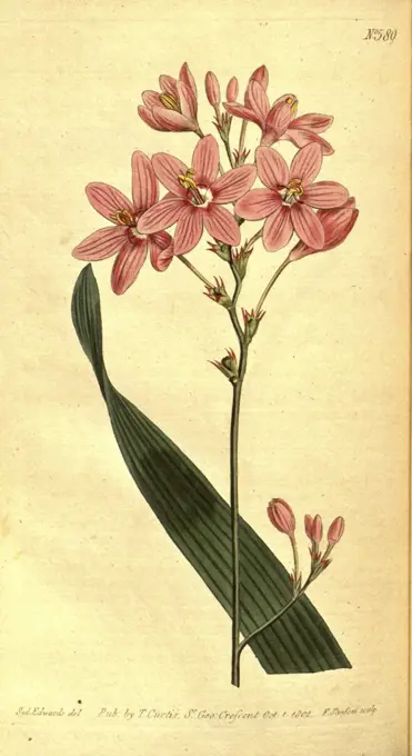 Botanical print by Sydenham Teast Edwards 1768 - 1819, Sydenham Edwards was a natural history illustrator, British, UK, colour lithograph, botanical artist. From the Liszt Masterpieces of Botanical Illustration Collection.