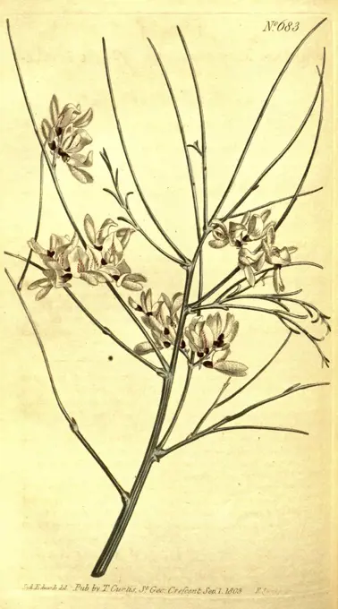 Botanical print by Sydenham Teast Edwards 1768 - 1819, Sydenham Edwards was a natural history illustrator, British, UK, colour lithograph, botanical artist. From the Liszt Masterpieces of Botanical Illustration Collection.