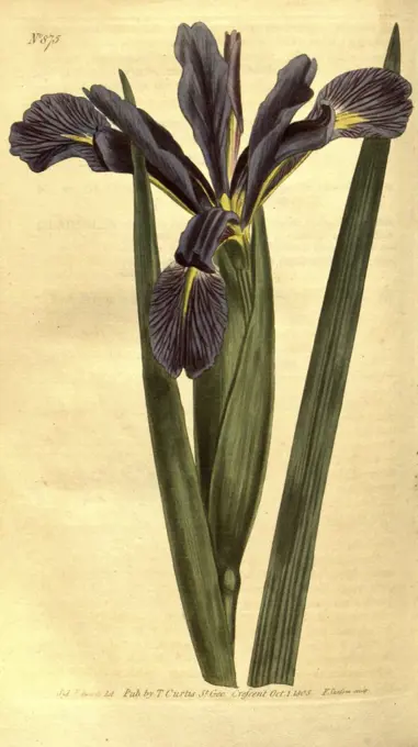 Botanical print by Sydenham Teast Edwards 1768 - 1819, Sydenham Edwards was a natural history illustrator, British, UK, colour lithograph, botanical artist. From the Liszt Masterpieces of Botanical Illustration Collection.