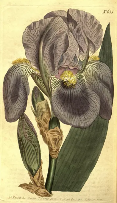 Botanical print by Sydenham Teast Edwards 1768 - 1819, Sydenham Edwards was a natural history illustrator, British, UK, colour lithograph, botanical artist. From the Liszt Masterpieces of Botanical Illustration Collection.