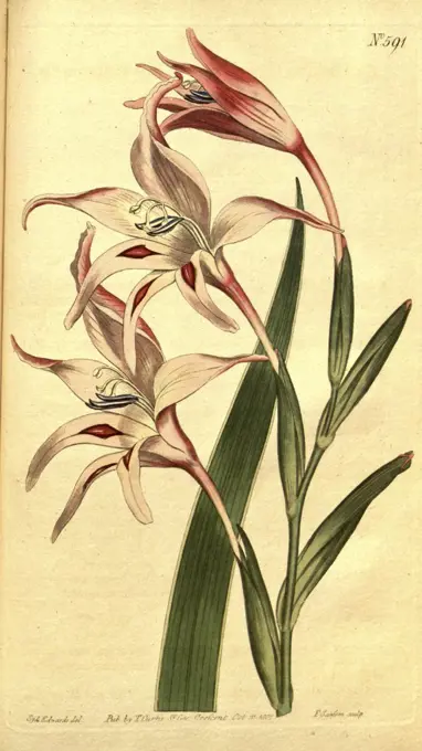 Botanical print by Sydenham Teast Edwards 1768 - 1819, Sydenham Edwards was a natural history illustrator, British, UK, colour lithograph, botanical artist. From the Liszt Masterpieces of Botanical Illustration Collection.