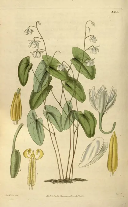 Botanical print or English natural history illustration by Joseph Swan 1796-1872, British Engraver. From the Liszt Masterpieces of Botanical Illustration Collection.