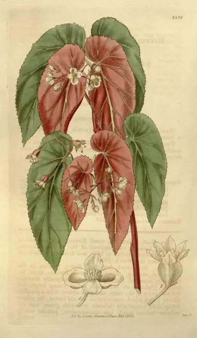 Botanical print or English natural history illustration by Joseph Swan 1796-1872, British Engraver. From the Liszt Masterpieces of Botanical Illustration Collection.