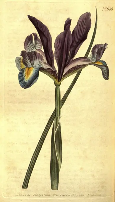 Botanical print by Sydenham Teast Edwards 1768 - 1819, Sydenham Edwards was a natural history illustrator, British, UK, colour lithograph, botanical artist. From the Liszt Masterpieces of Botanical Illustration Collection.