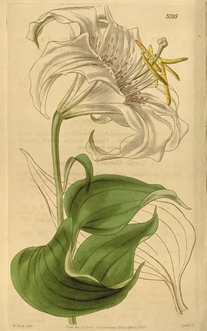 Botanical Print by Walter Hood Fitch 1817 - 1892, W.H. Fitch was an botanical illustrator and artist, born in Glasgow, Scotland, UK, colour lithograph. From the Liszt Masterpieces of Botanical Illustration Collection.