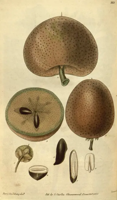 Botanical print or English natural history illustration by Joseph Swan 1796-1872, British Engraver. From the Liszt Masterpieces of Botanical Illustration Collection.