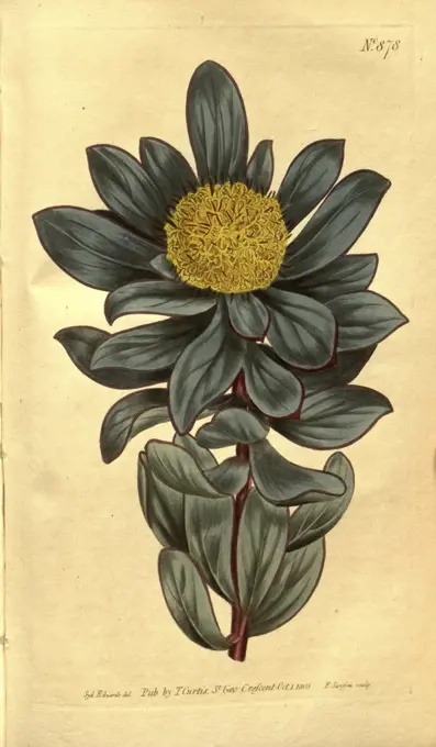 Botanical print by Sydenham Teast Edwards 1768 - 1819, Sydenham Edwards was a natural history illustrator, British, UK, colour lithograph, botanical artist. From the Liszt Masterpieces of Botanical Illustration Collection.