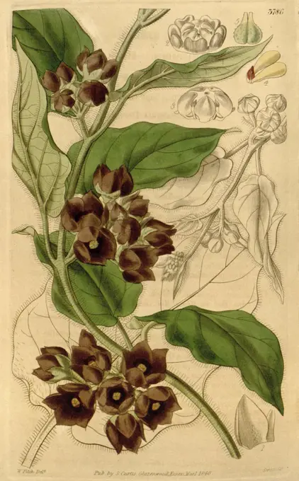 Botanical Print by Walter Hood Fitch 1817 - 1892, W.H. Fitch was an botanical illustrator and artist, born in Glasgow, Scotland, UK, colour lithograph. From the Liszt Masterpieces of Botanical Illustration Collection.