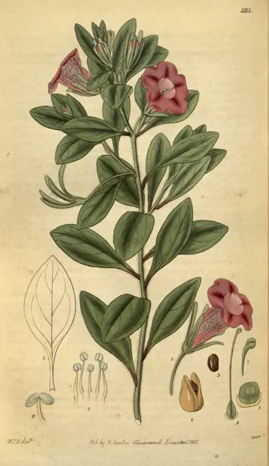 Botanical print by Sir William Jackson Hooker, FRS, 1785 - 1865, English botanical illustrator. He held the post of Regius Professor of Botany at Glasgow University, and was Director of the Royal Botanic Gardens, Kew. From the Liszt Masterpieces of Botanical Illustration Collection.