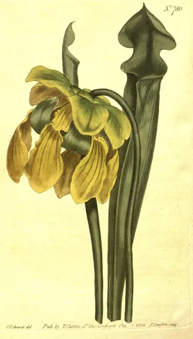 Botanical print by Sydenham Teast Edwards 1768 - 1819, Sydenham Edwards was a natural history illustrator, British, UK, colour lithograph, botanical artist. From the Liszt Masterpieces of Botanical Illustration Collection.