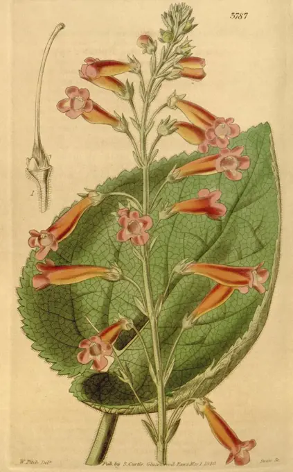 Botanical Print by Walter Hood Fitch 1817 - 1892, W.H. Fitch was an botanical illustrator and artist, born in Glasgow, Scotland, UK, colour lithograph. From the Liszt Masterpieces of Botanical Illustration Collection.