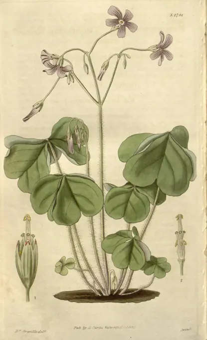 Botanical print or English natural history illustration by Joseph Swan 1796-1872, British Engraver. From the Liszt Masterpieces of Botanical Illustration Collection.