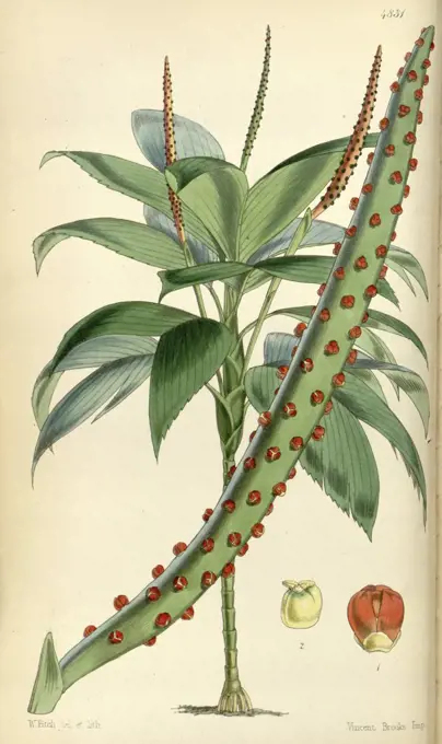 Botanical Print by Walter Hood Fitch 1817 - 1892, W.H. Fitch was an botanical illustrator and artist, born in Glasgow, Scotland, UK, colour lithograph. From the Liszt Masterpieces of Botanical Illustration Collection.