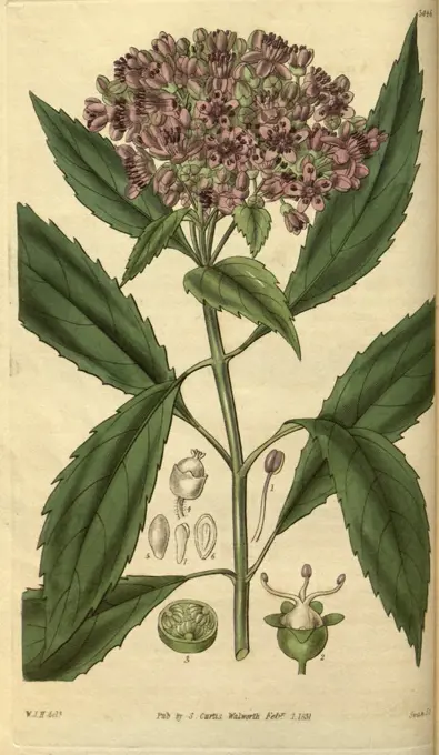 Botanical print by Sir William Jackson Hooker, FRS, 1785 - 1865, English botanical illustrator. He held the post of Regius Professor of Botany at Glasgow University, and was Director of the Royal Botanic Gardens, Kew. From the Liszt Masterpieces of Botanical Illustration Collection.