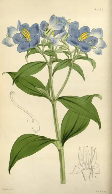 Botanical Print by Walter Hood Fitch 1817 - 1892, W.H. Fitch was an botanical illustrator and artist, born in Glasgow, Scotland, UK, colour lithograph. From the Liszt Masterpieces of Botanical Illustration Collection.