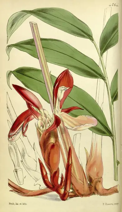 Botanical Print by Walter Hood Fitch 1817 - 1892, W.H. Fitch was an botanical illustrator and artist, born in Glasgow, Scotland, UK, colour lithograph. From the Liszt Masterpieces of Botanical Illustration Collection.