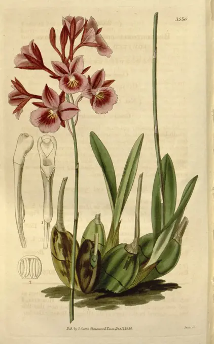 Botanical print or English natural history illustration by Joseph Swan 1796-1872, British Engraver. From the Liszt Masterpieces of Botanical Illustration Collection.