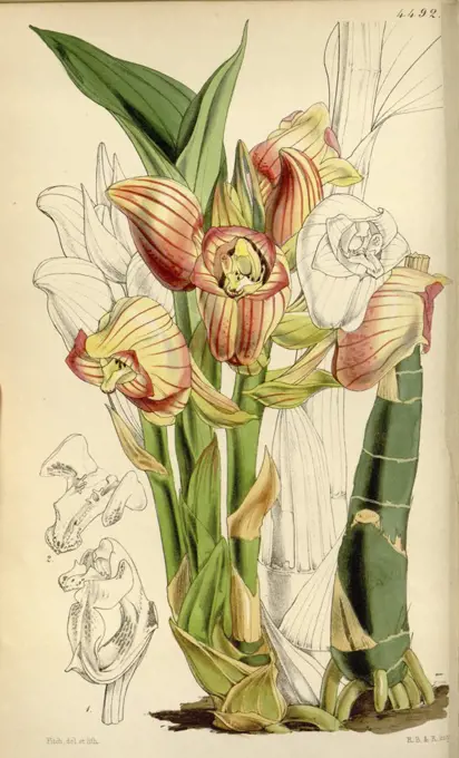 Botanical Print by Walter Hood Fitch 1817 - 1892, W.H. Fitch was an botanical illustrator and artist, born in Glasgow, Scotland, UK, colour lithograph. From the Liszt Masterpieces of Botanical Illustration Collection.