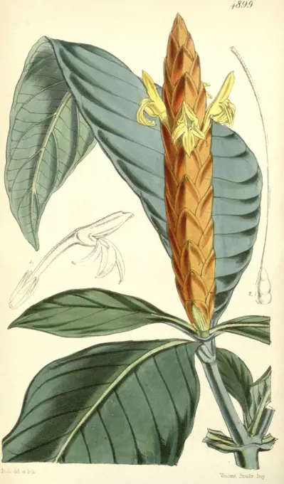 Botanical Print by Walter Hood Fitch 1817 - 1892, W.H. Fitch was an botanical illustrator and artist, born in Glasgow, Scotland, UK, colour lithograph. From the Liszt Masterpieces of Botanical Illustration Collection.