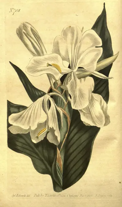 Botanical print by Sydenham Teast Edwards 1768 - 1819, Sydenham Edwards was a natural history illustrator, British, UK, colour lithograph, botanical artist. From the Liszt Masterpieces of Botanical Illustration Collection.