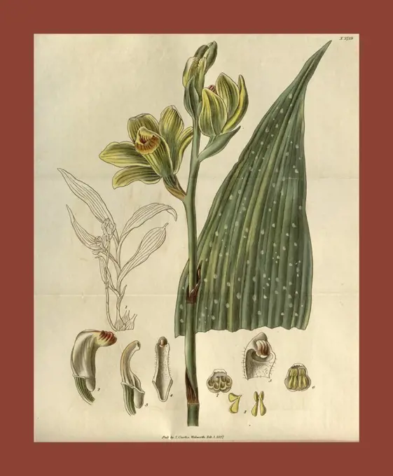 19th century botanical colour print. Botanical illustration. Form, colour, and details of the plant as an art piece. From the Liszt Masterpieces of Botanical Illustration Collection.